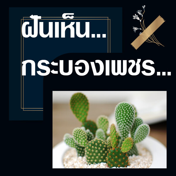  ทำนายฝัน เห็นกระบองเพชร