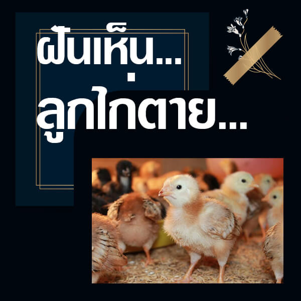 ทำนายฝัน เห็นลูกไก่ตาย