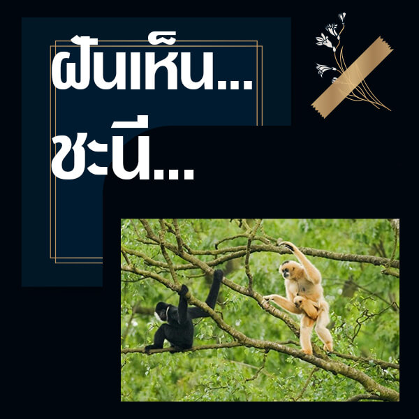 ฝันเห็นชะนี 2566